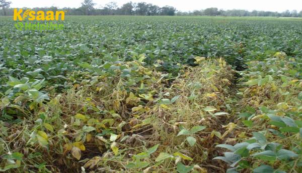 भारी बारिश, कीटों से मप्र में सोयाबीन की फसल में 10%-12% की कटौती हो सकती है - व्यापारिक निकाय